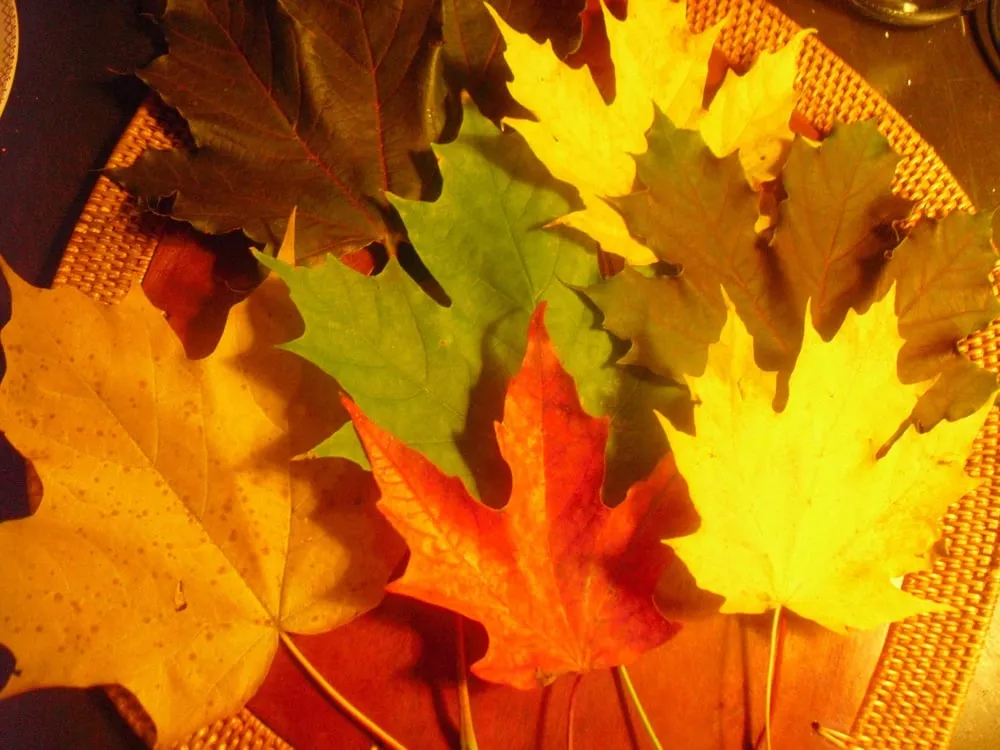 Expert lawn care service in Springdale, AR - Complete Lawn Care