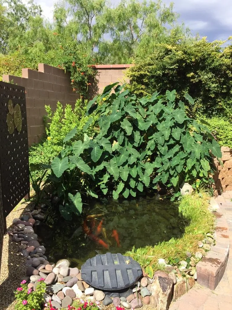 Custom landscape installation in Las Vegas, NV by Complete Pond Care