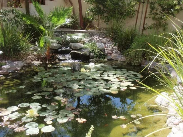 Professional outdoor landscaping in Las Vegas, NV by Complete Pond Care