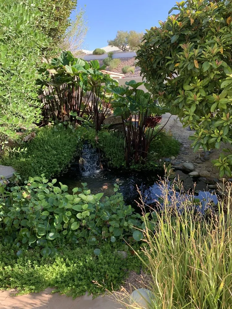 Custom landscaping services for year-round maintenance across Las Vegas, NV - Complete Pond Care