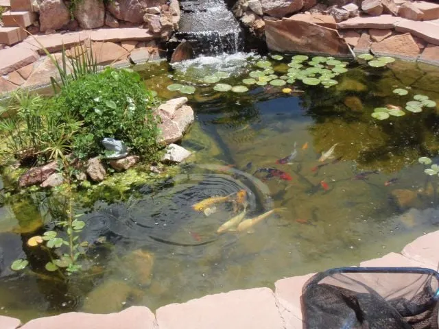 Expert yard maintenance in Las Vegas, NV by Complete Pond Care