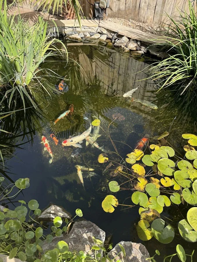 Top-rated yard maintenance near you across Las Vegas, NV - Complete Pond Care