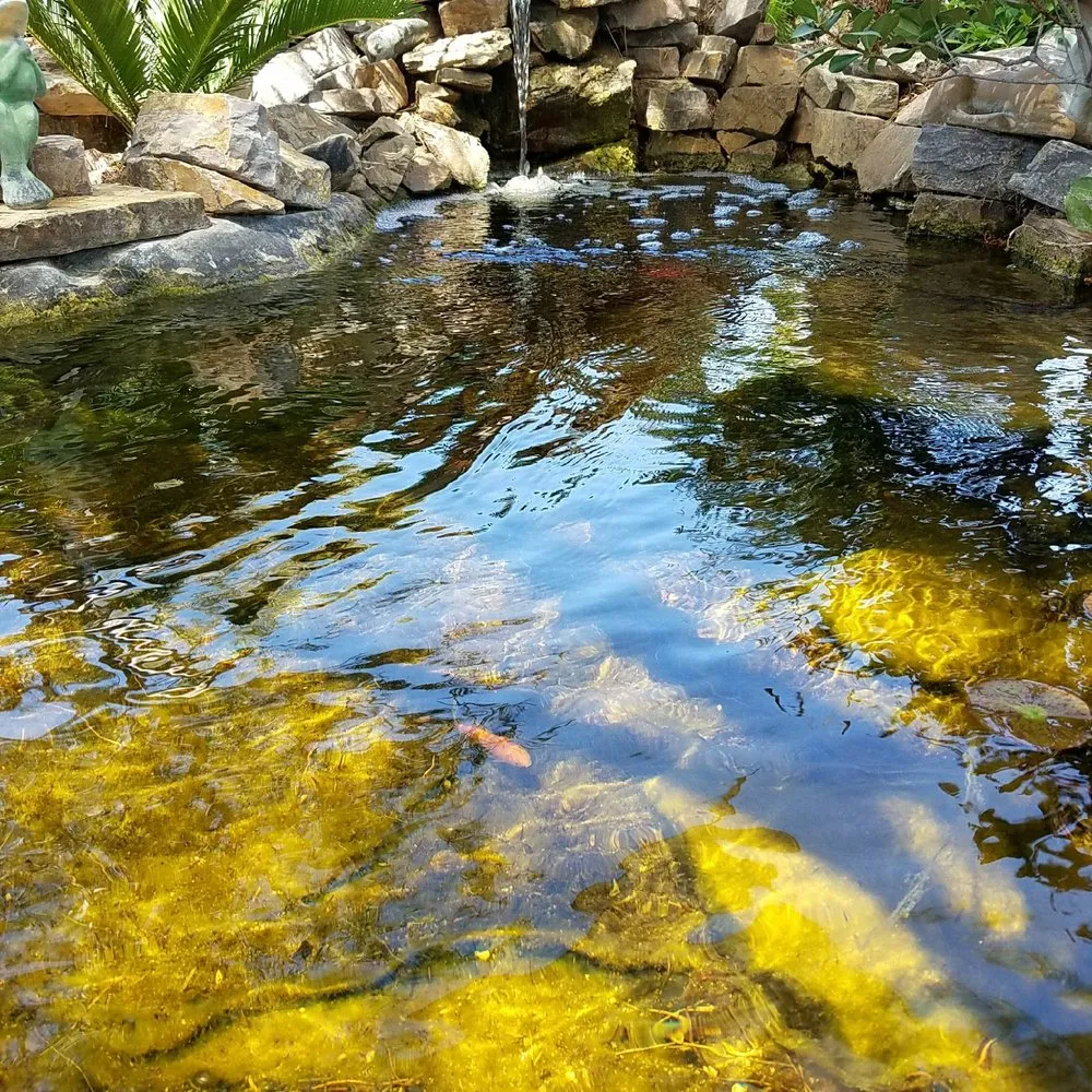 Expert yard cleanup service experts serving Las Vegas, NV - Complete Pond Care