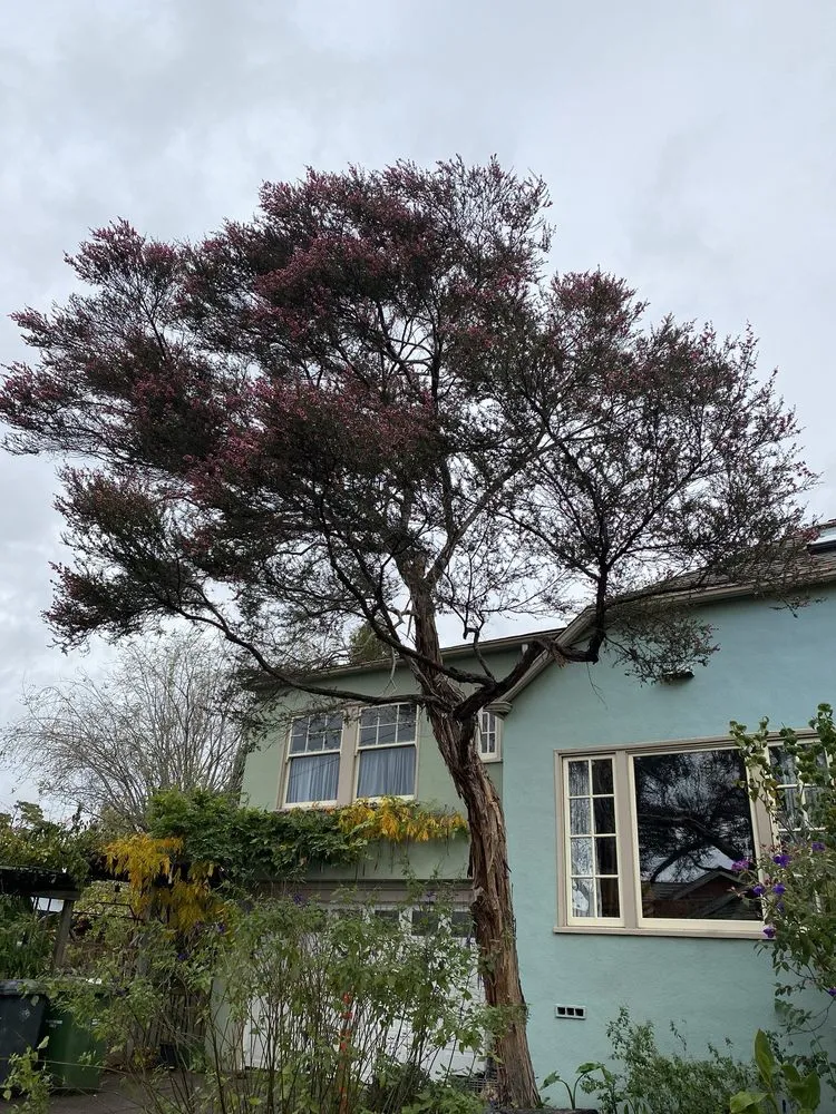 Professional residential landscaping with custom design in Berkeley, CA by Complete Tree Care