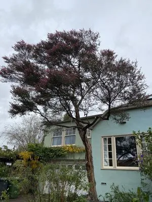 Complete Tree Care Logo