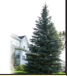 Top-rated outdoor landscaping near you in Fountain, CO by Complete Tree Care