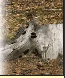 Professional lawn care service in Fountain, CO by Complete Tree Care