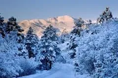 Complete Tree Care Logo