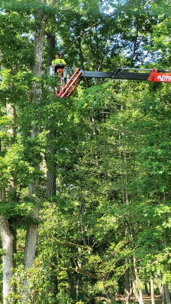 Top-rated lawn care service experts serving Millsboro, DE - Complete Tree Care