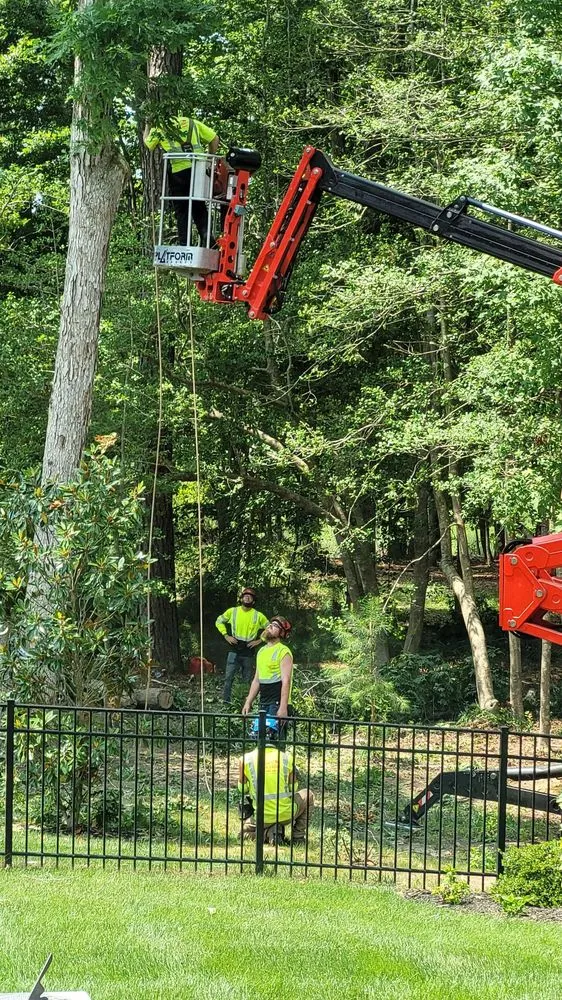 Professional residential landscaping for beautiful yards across Millsboro, DE - Complete Tree Care