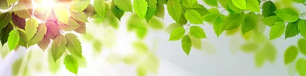 Complete Tree Service Logo