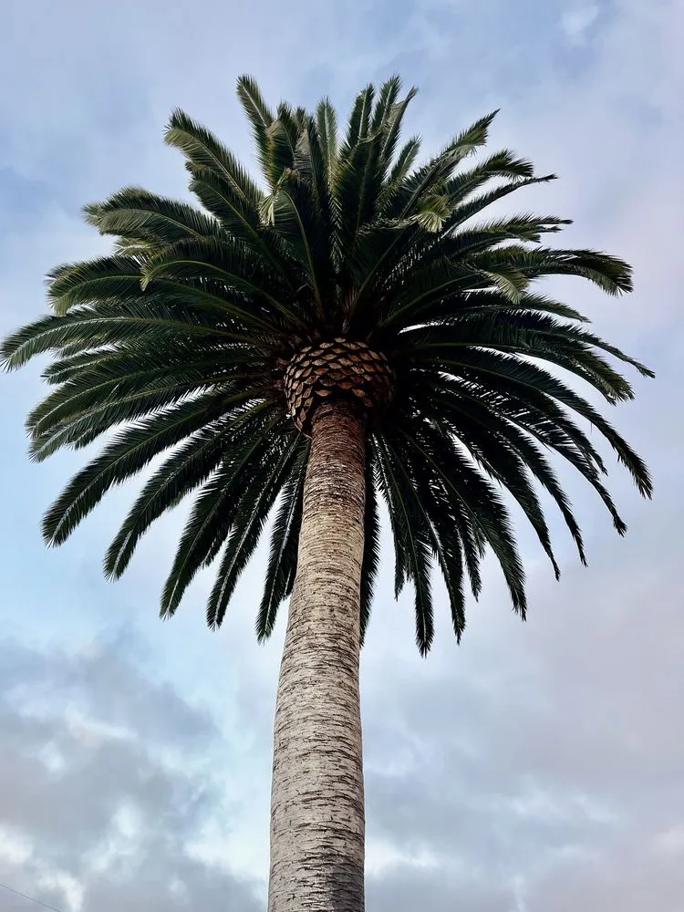 Trusted lawn care service experts serving Encinitas, CA - Complete Tree Services