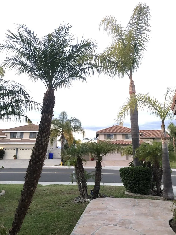 Reliable lawn mowing service for beautiful yards across Encinitas, CA - Complete Tree Services