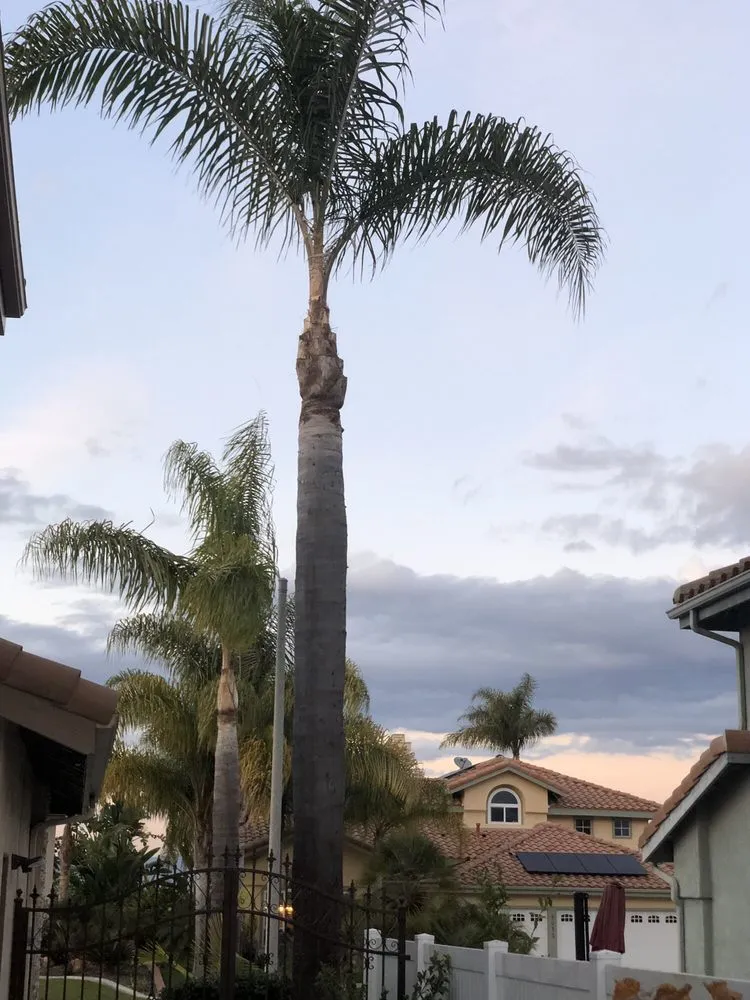 Professional yard maintenance in Encinitas, CA - Complete Tree Services