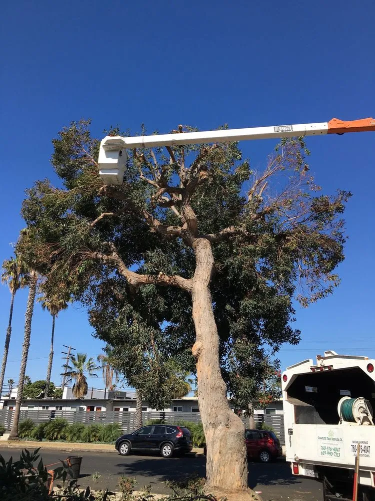 Expert garden landscaping for residential properties in Encinitas, CA by Complete Tree Services
