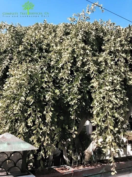 Local landscape design in Encinitas, CA - Complete Tree Services