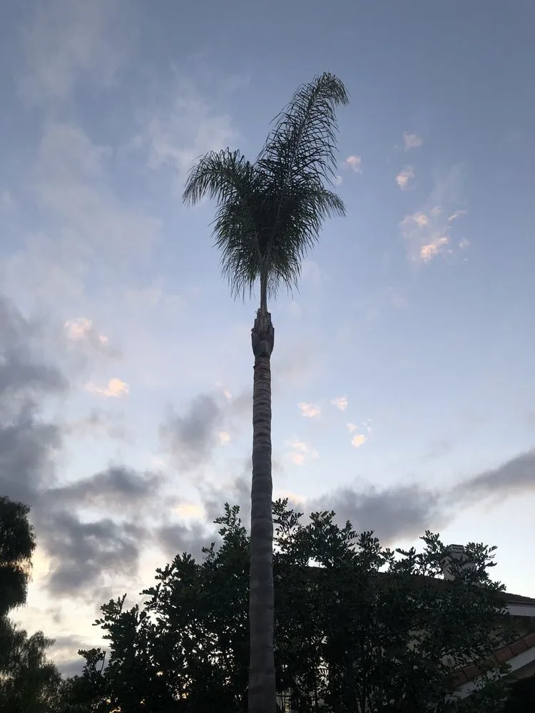 Top-rated lawn care service for beautiful yards across Encinitas, CA - Complete Tree Services