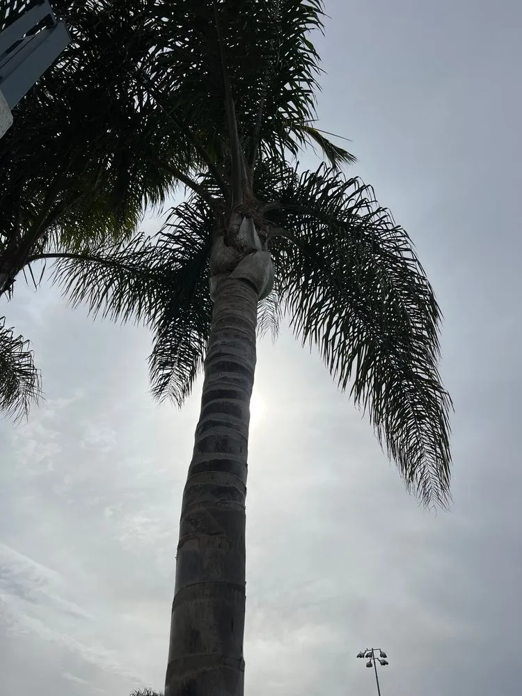 Expert outdoor landscaping for outdoor upgrades in Encinitas, CA by Complete Tree Services