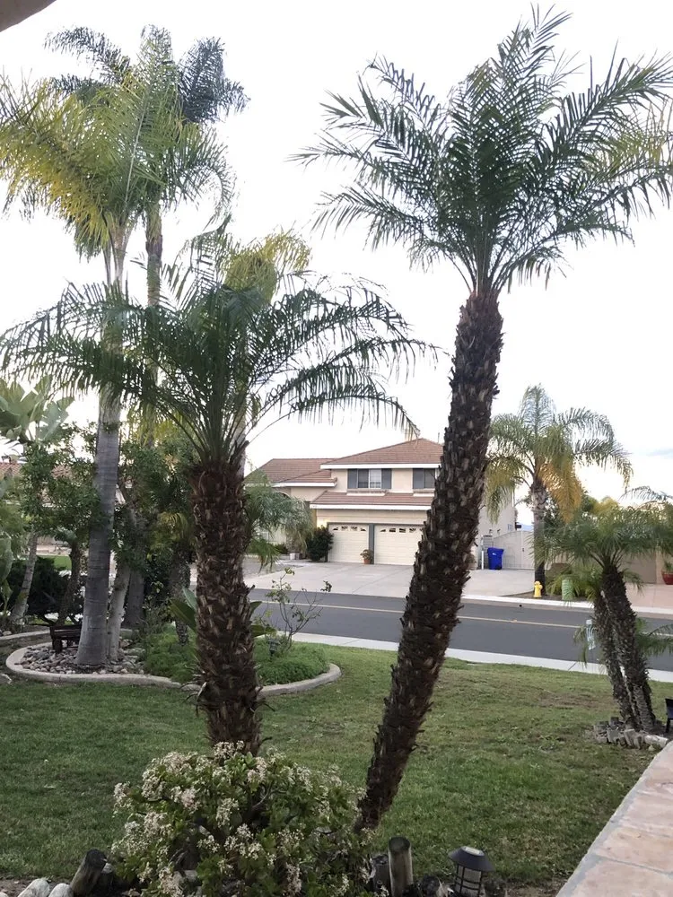 Local lawn care service for year-round maintenance across Encinitas, CA - Complete Tree Services