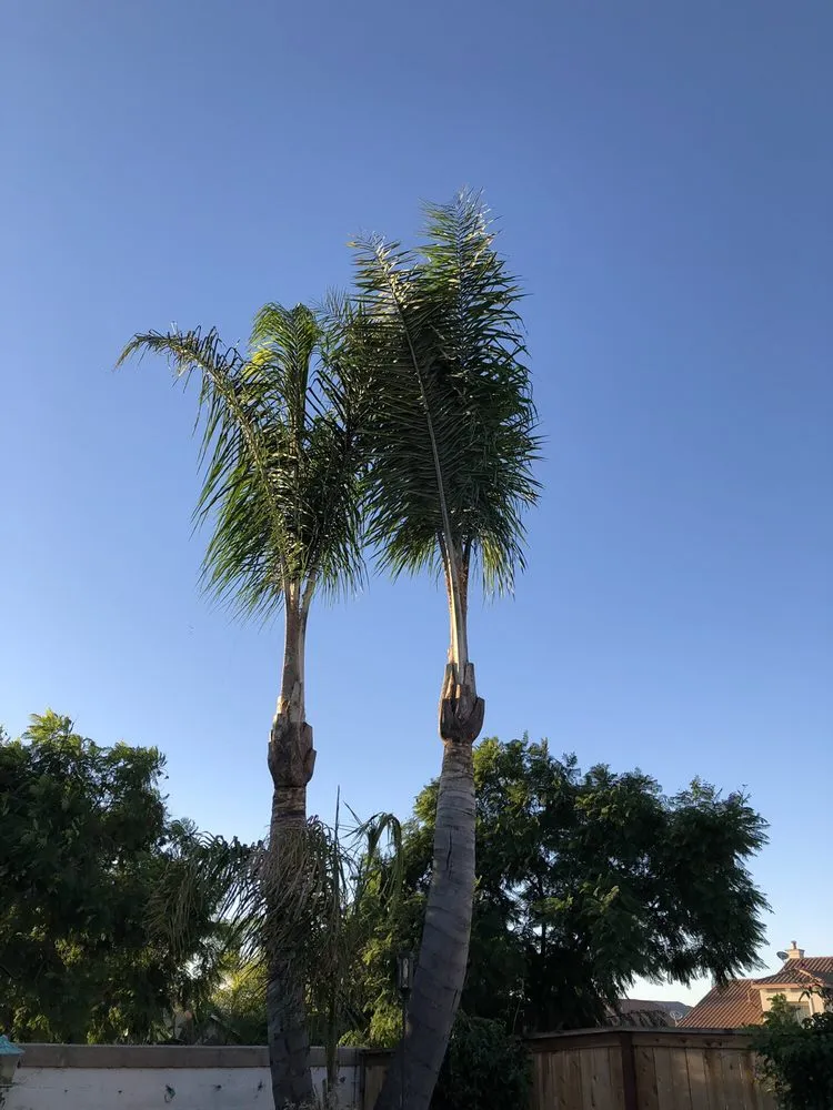 Custom landscaping services for beautiful yards in Encinitas, CA by Complete Tree Services