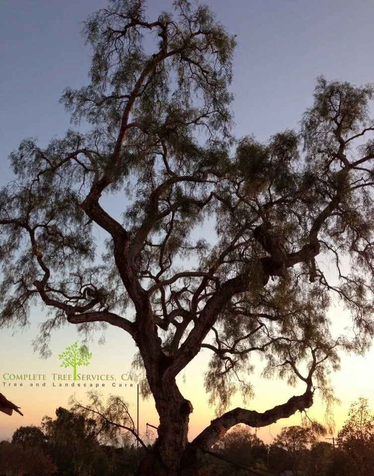Local yard maintenance for year-round maintenance in Encinitas, CA by Complete Tree Services