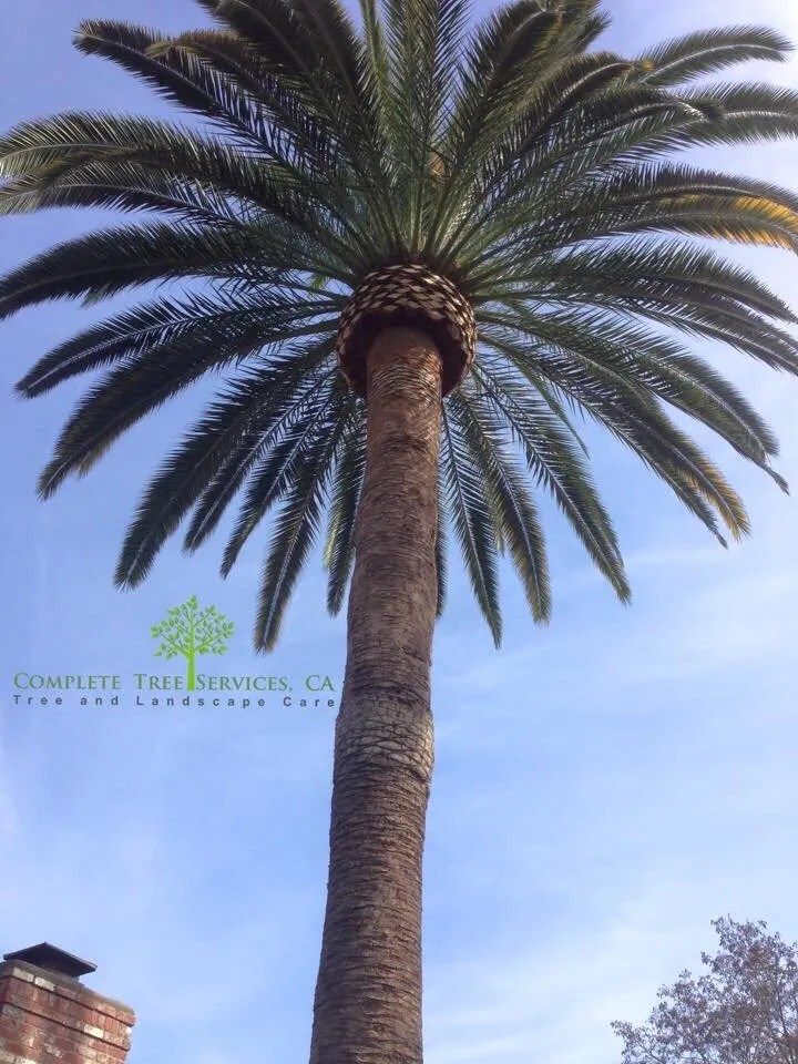 Local outdoor landscaping experts serving Encinitas, CA - Complete Tree Services