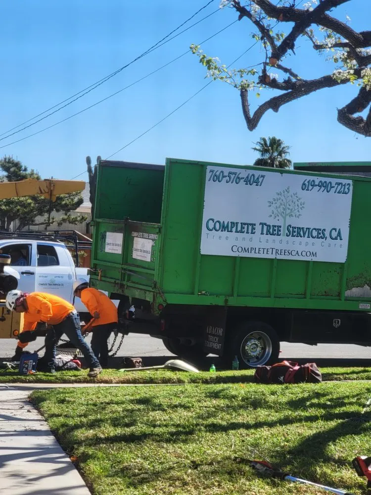 Professional yard cleanup service experts serving Encinitas, CA - Complete Tree Services