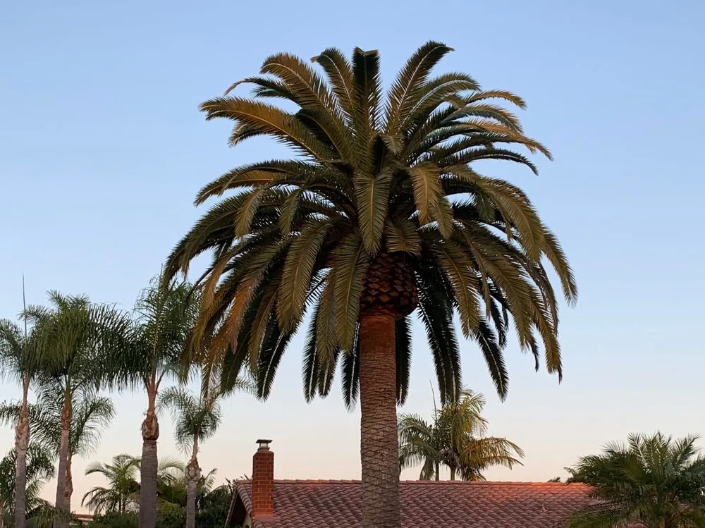 Custom outdoor landscaping in Encinitas, CA by Complete Tree Services