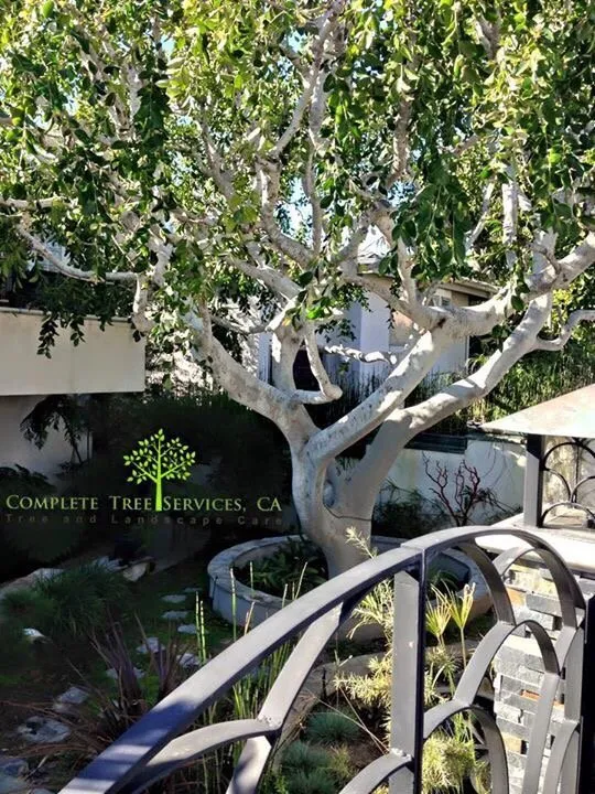 Professional yard cleanup service for outdoor upgrades in Encinitas, CA by Complete Tree Services