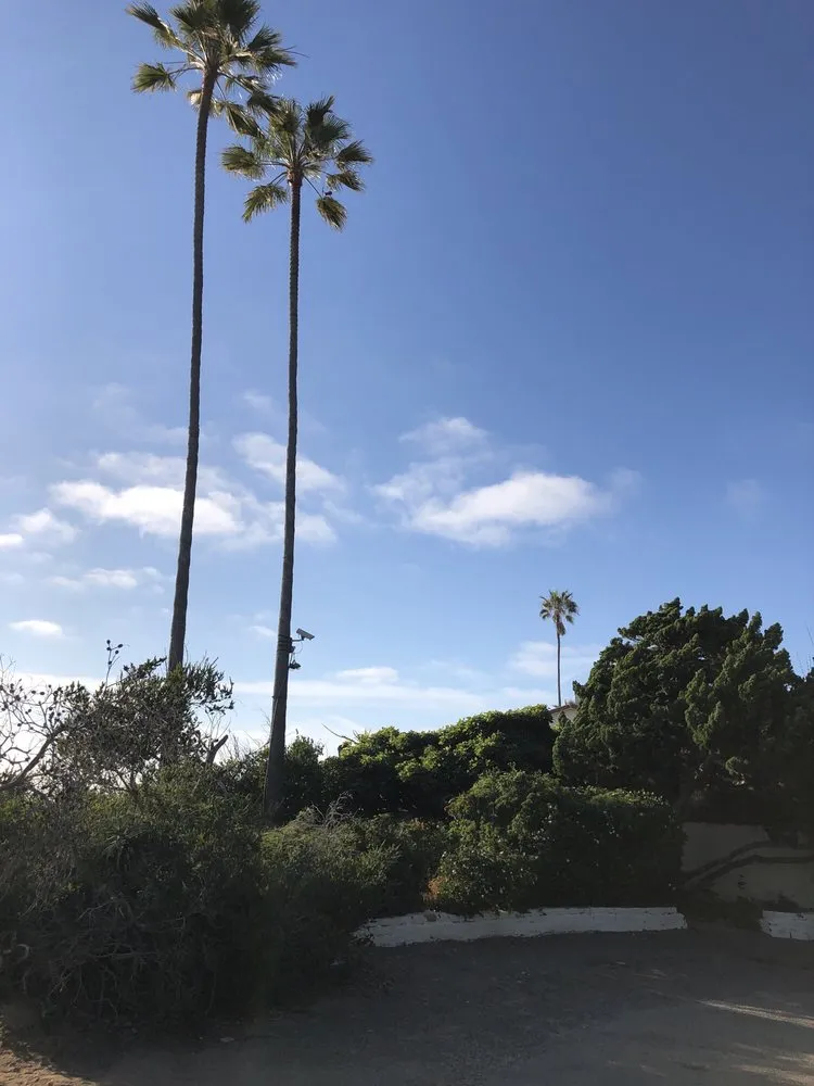 Expert yard cleanup service with custom design in Encinitas, CA by Complete Tree Services