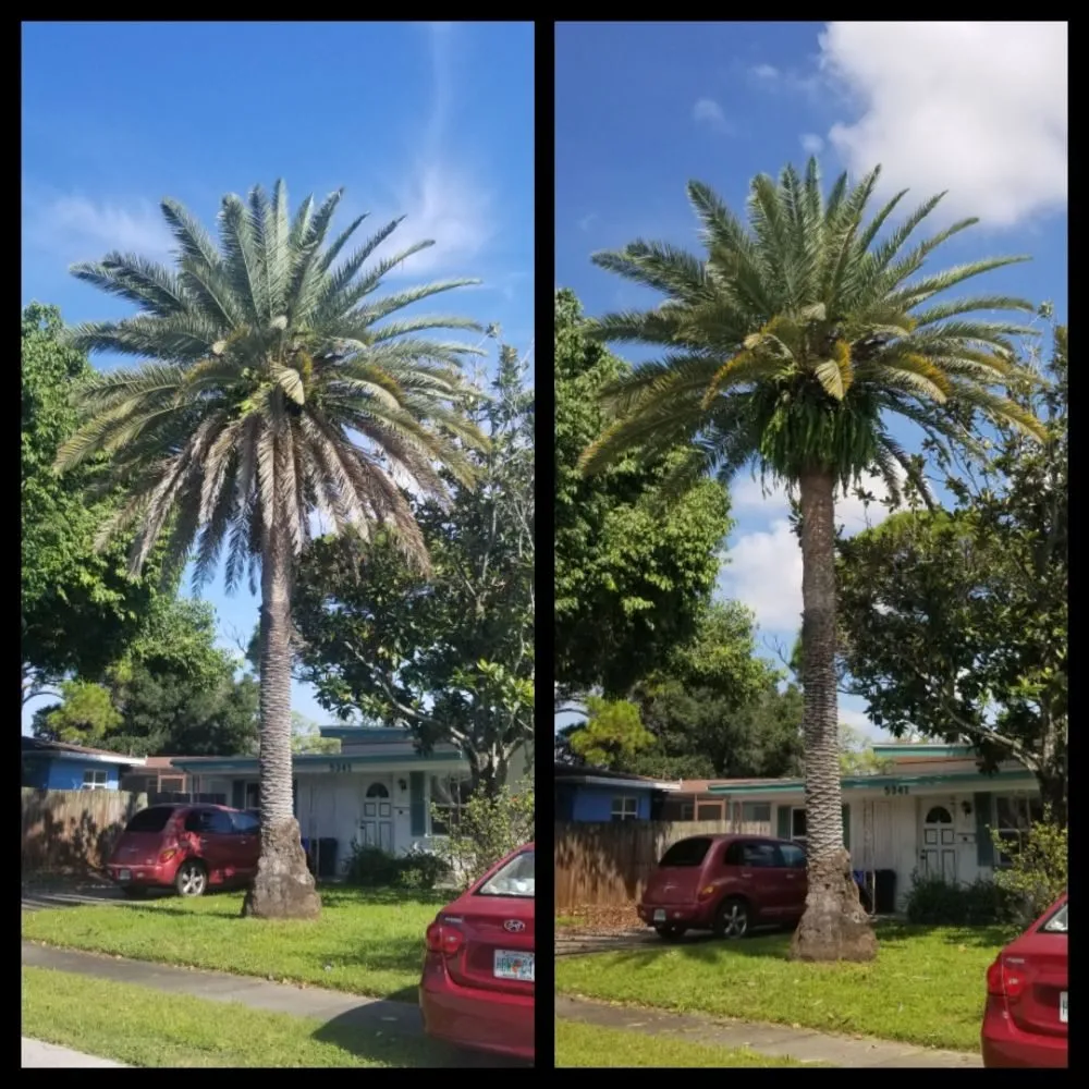 Local lawn care service with custom design across Pinellas Park, FL - Complete Upkeep Tree Service & Pressure Washing