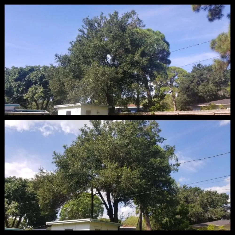Trusted lawn care service in Pinellas Park, FL by Complete Upkeep Tree Service & Pressure Washing
