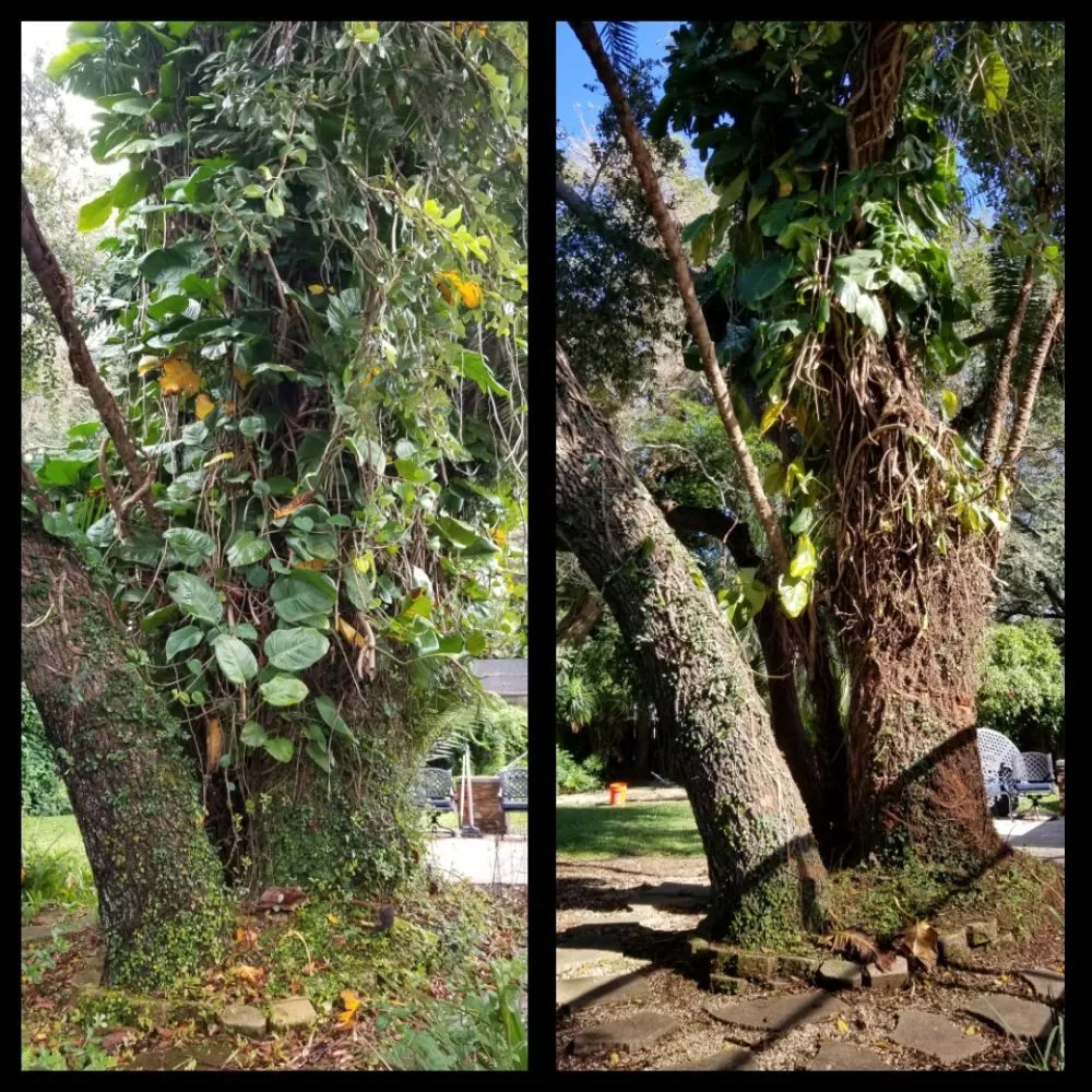 Custom lawn mowing service with custom design across Pinellas Park, FL - Complete Upkeep Tree Service & Pressure Washing