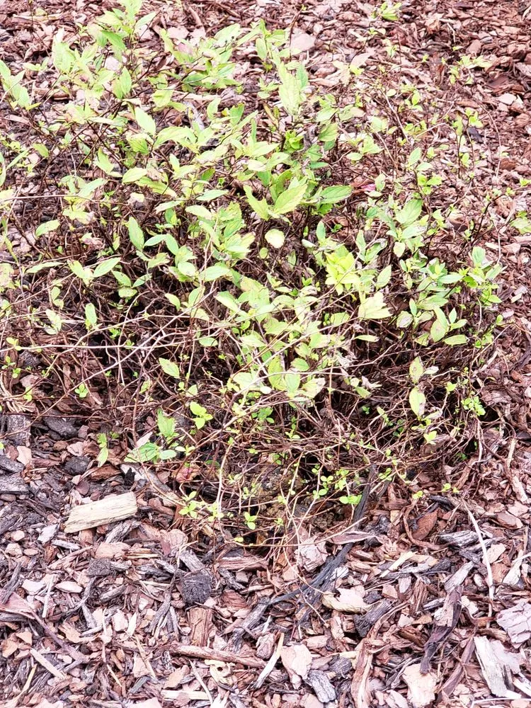 Local landscape design experts serving Murfreesboro, TN - Complete Yard Care