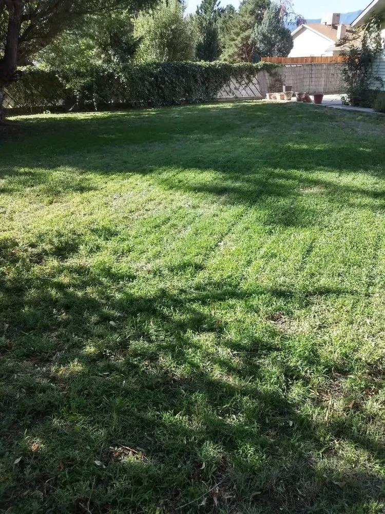 Reliable yard cleanup service for year-round maintenance in Florence, CO by Complete Yard Service