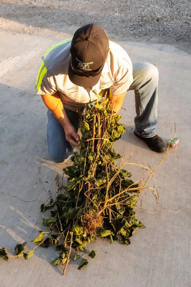 Expert landscape design in Grandview, MO - Compost Connection