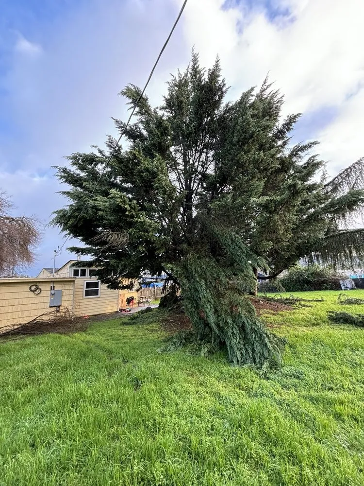 Trusted yard maintenance experts serving Springfield, OR - Compton Landscapes and Design