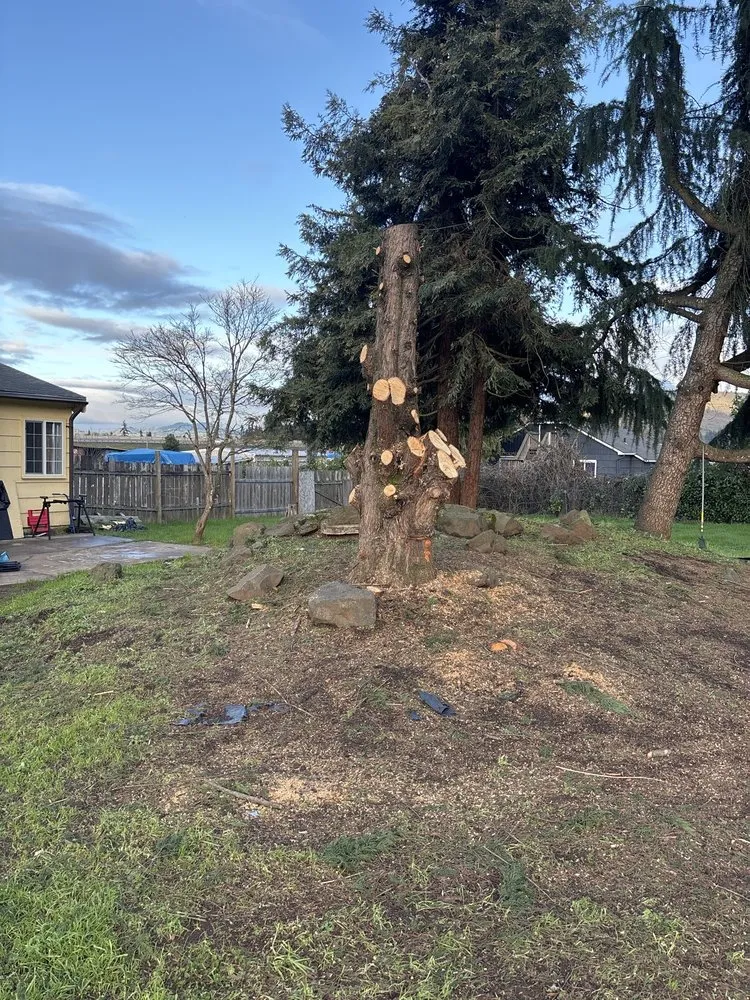 Top-rated yard cleanup service experts serving Springfield, OR - Compton Landscapes and Design