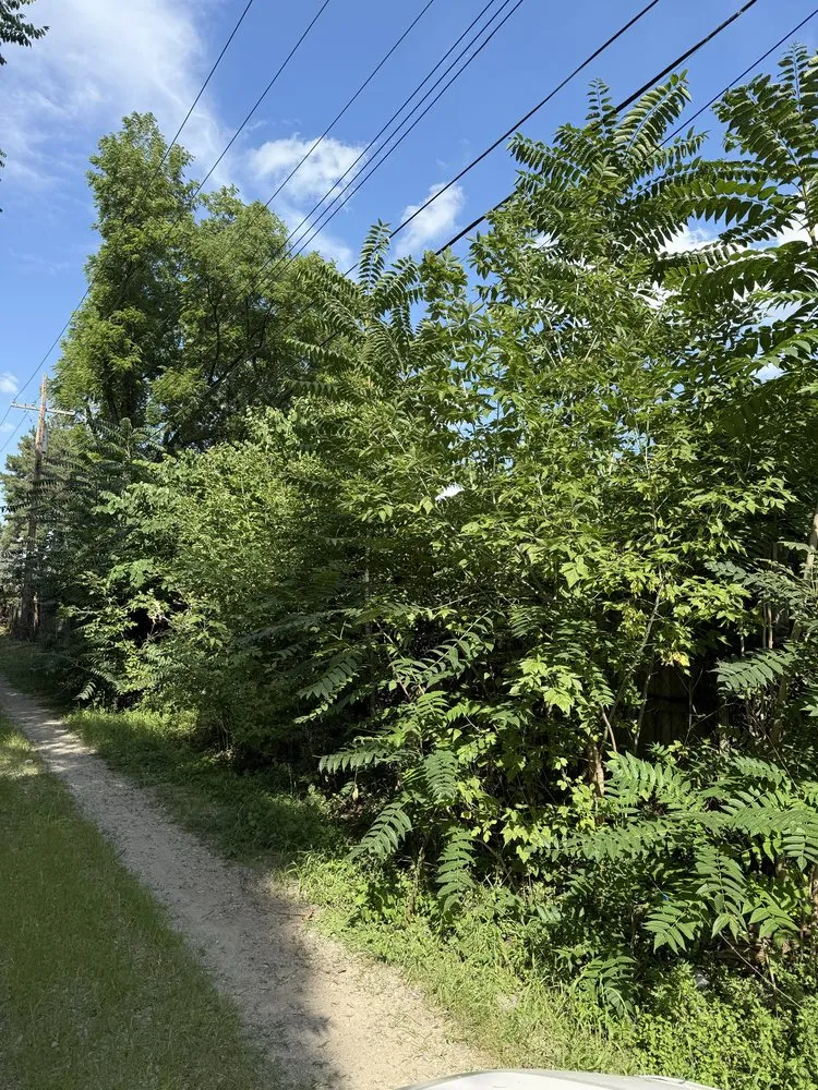 Top-rated landscape design for outdoor upgrades in Detroit, MI by Concentric Lawn Maintenance