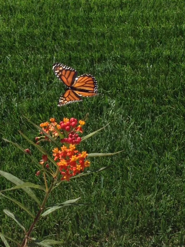 Local lawn care service in Fallbrook, CA - Concepts in Landscaping