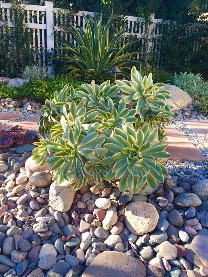 Trusted landscape design for residential properties across Fallbrook, CA - Concepts in Landscaping