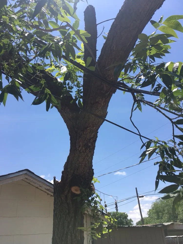 Trusted landscaping services in San Angelo, TX by Concho Tree Removal & Landscaping