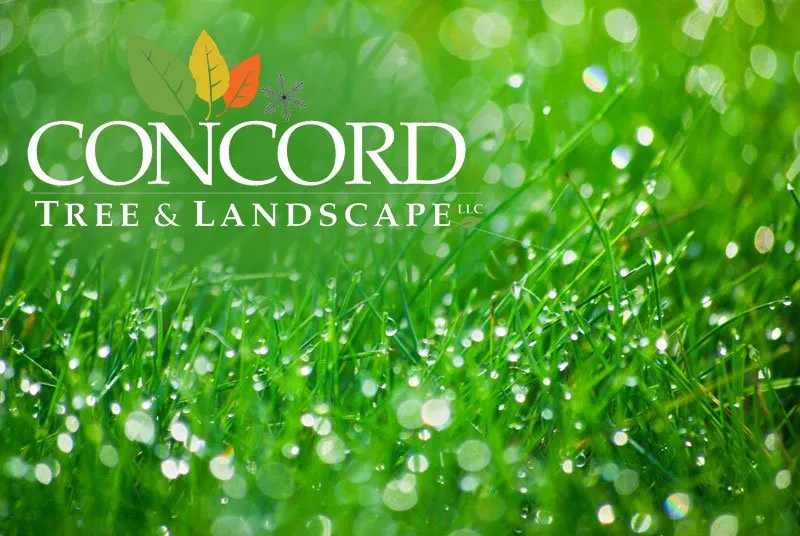 Affordable yard cleanup service near you in Acton, MA by Concord Tree and Landscape
