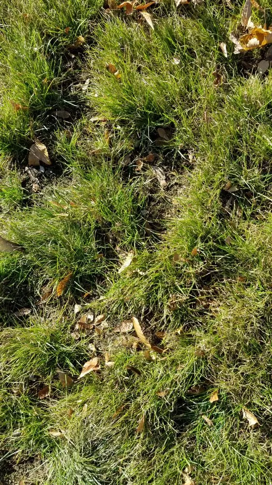 Local landscape design in Acton, MA by Concord Tree and Landscape