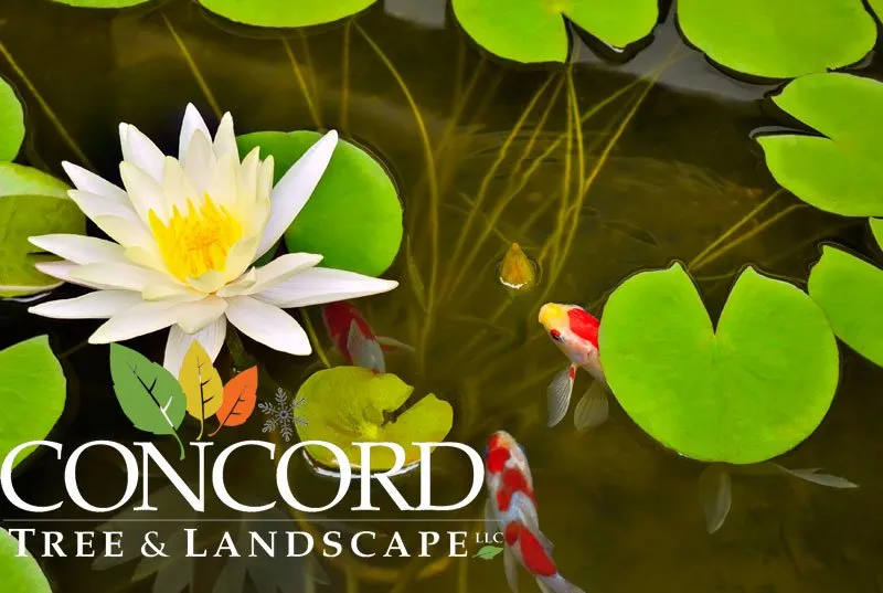 Custom garden landscaping for homes across Acton, MA - Concord Tree and Landscape