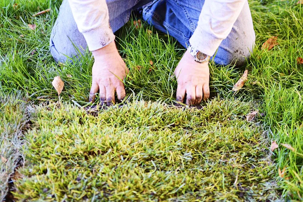 Affordable garden landscaping for homes in Rancho Cordova, CA by Concrete Landscape Services