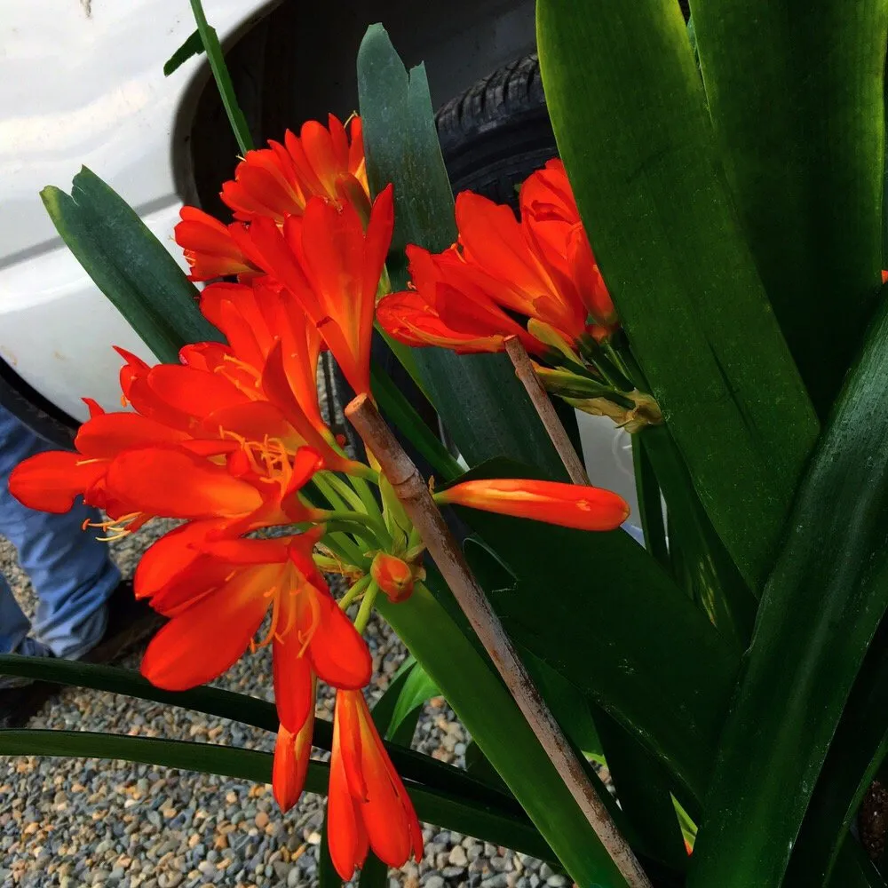 Expert landscaping services for beautiful yards in Rancho Cordova, CA by Concrete Landscape Services