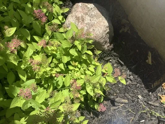 Concrete Scapes Logo