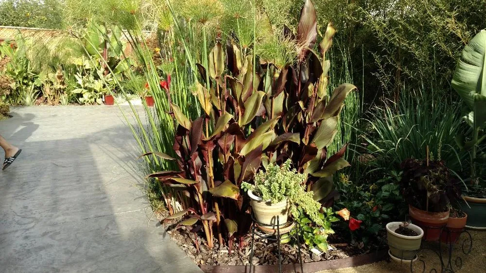 Expert landscaping services for homes across San Jose, CA - Concrete Solutions