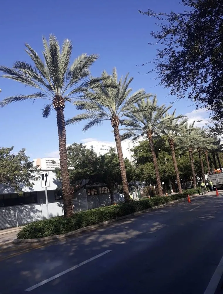 Affordable outdoor landscaping for residential properties across Miami, FL - Conde Landscaping